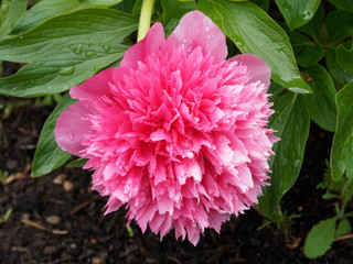 Paeonia officinalis 'Rosea Plena' - Pivoine officinale herbacée à grosses fleurs doubles rose pourpré, pétales frisottées et serrées