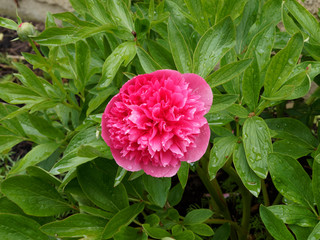 Paeonia officinalis 'Rosea Plena' - Pivoine officinale herbacée à grosses fleurs doubles rose pourpré, pétales frisottées et serrées