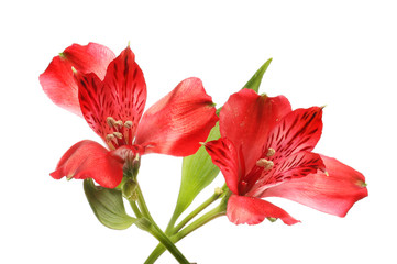 Two alstroemeria flowers