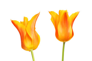 Two tulip flowers