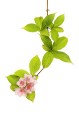 Weigela flowers and foliage