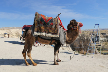 Camel in Love Valley, Cappadocia, Nevsehir, Turkey