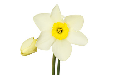 Naklejka na ściany i meble White daffodil flower and bud