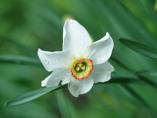  beautiful blooming white daffodil flower on a background of green grass