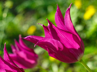 Fototapeta premium blooming pink flowers tulips enlightened by the rays of the sun