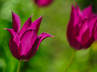  blooming pink flowers tulips on a blurred green background enlightened by the rays of the sun