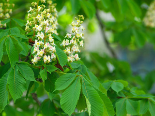 chestnut branch with blooming white flowers on the background of green leaves