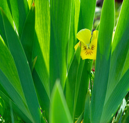  beautiful yellow pansy flower among green grass