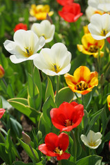 Flowerbed with colorful tulips in spring.