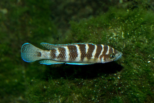 Neolamprologus cylindricus, cichlid endemic to Lake Tanganyika.