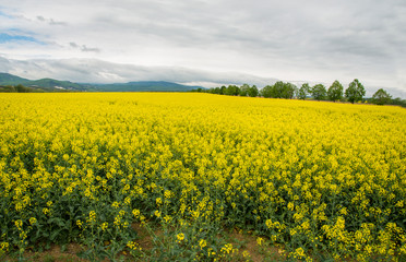 Obraz premium Oilseed rape field with cloudy sky