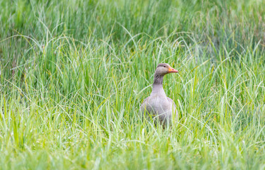 Greylag Goose