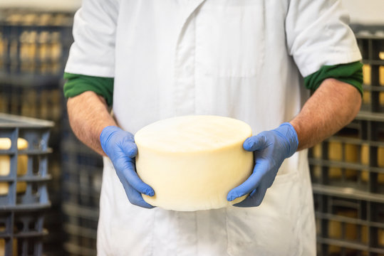 Cheese Maker Holding Cheese Wheel At The Cheese Storage During The Aging Process .