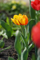 Flowerbed with colorful tulips in spring.