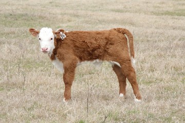 Calf in meadow