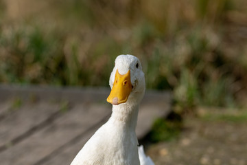 Obraz premium Portrait of a white heavy Pekin Duck