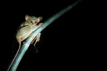 Naklejka premium Spectral Tarsier, Tarsius spectrum, portrait of rare endemic nocturnal mammal eating grasshopper, small cute primate in large ficus tree in jungle, Tangkoko National Park, Sulawesi, Indonesia, Asia