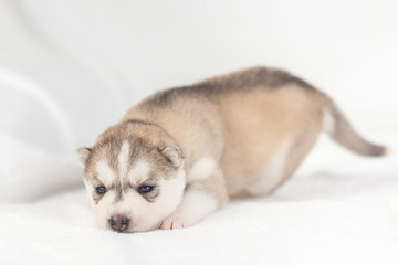Fototapeta na wymiar Siberian Husky puppy one month