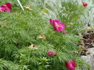 Pivoine à feuilles de fougère (Paeonia tenuifolia) à fleurs simples aux étamines jaune or au...