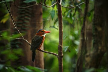 The green-backed kingfisher perches on a branch in indonesian jungle,family Alcedinidae, endemic species to Indonesia, Exotic birding in Asia, Tangkoko, Sulawesi, beautiful colorful bird