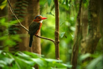 The green-backed kingfisher perches on a branch in indonesian jungle,family Alcedinidae, endemic species to Indonesia, Exotic birding in Asia, Tangkoko, Sulawesi, beautiful colorful bird