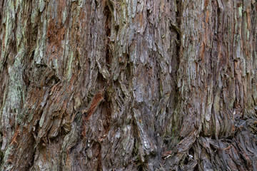 Abstract wooden background from wood brown bark