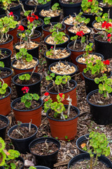 Fototapeta na wymiar seedings of plants in pots