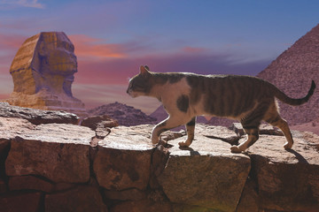 The cat walks along the trail against the backdrop of the mountain of Moses in Egypt	