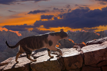 The cat walks along the trail against the backdrop of the mountain of Moses in Egypt	