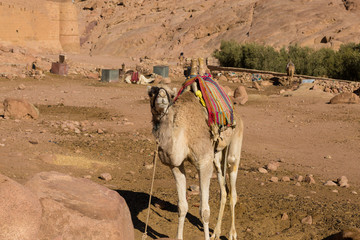 Dromedar camel in the background sands of hot desert, Egypt, Sinai