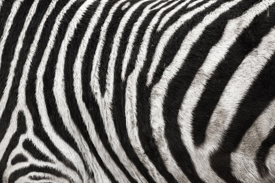 Photo of the Zebra Skin Fur Texture Background