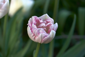 Głowa biało-różowego tulipana