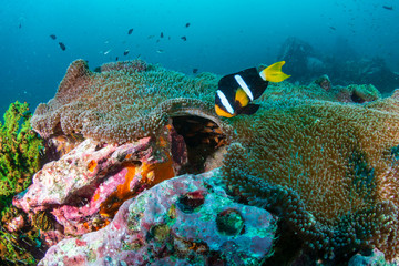 Fototapeta na wymiar Banded Clownfish on a tropical coral reef in Burma