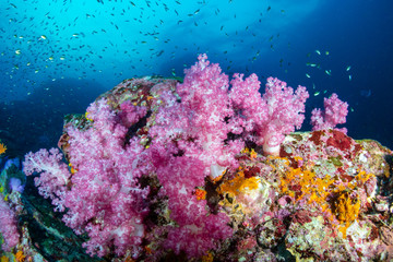Fototapeta na wymiar Beautiful, colorful soft corals on a tropical reef at Black Rock, Mergui Archipelago, Myanmar