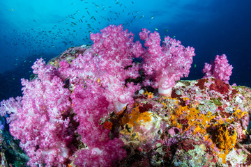 Fototapeta na wymiar Beautiful, colorful soft corals on a tropical reef at Black Rock, Mergui Archipelago, Myanmar