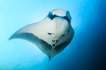 Large Oceanic Manta Rays (Manta Birostris) swimming in a blue, tropical ocean