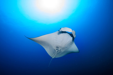 A huge Oceanic Manta Ray (Manta Birostris) at Black Rock in the Mergui Archipelago, Myanmar