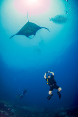 SCUBA diver with a large oceanic manta ray in a tropical ocean