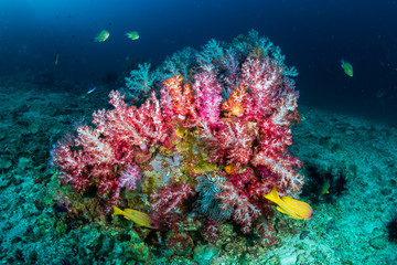 Fototapeta na wymiar Beautifully colored soft corals on a tropical reef in the Mergui Archipelago, Burma