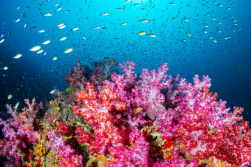 Fototapeta na wymiar A vibrant, colorful tropical coral reef in Asia