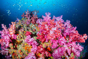 A vibrant, colorful tropical coral reef in Asia