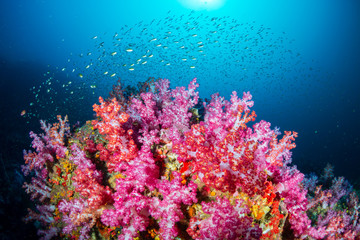 Fototapeta na wymiar Incredible colors on soft corals on a tropical reef in Asia