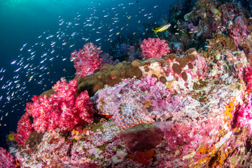 A Scorpionfish hidden amongst colorful soft corals on a tropical coral reef (Black Rock, Myanmar)