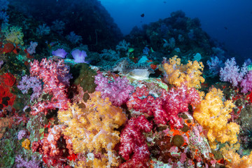 Fototapeta na wymiar Beautifully colored soft corals on a tropical reef in the Mergui Archipelago, Burma