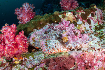 Naklejka na ściany i meble A Scorpionfish hidden amongst colorful soft corals on a tropical coral reef (Black Rock, Myanmar)