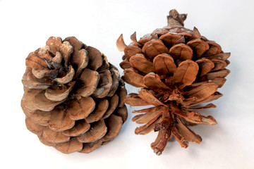 pine cones on white background