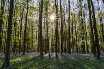 Forest Hallerbos in Belgium