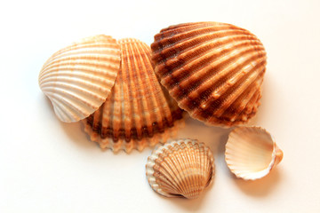 beautiful seashells on white background