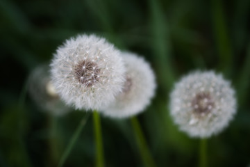 fluffy dandelions in May green grass, festive soft spring contrast background