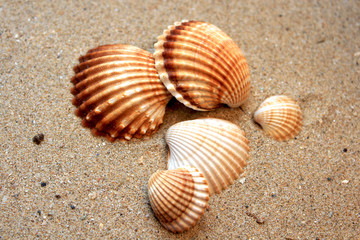 shells and corals Phuket